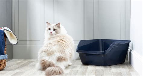 Why has my 14 year old cat stopped using the litter box?