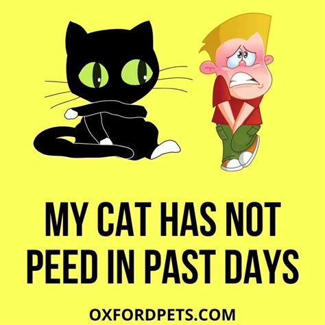 Why has my cat not peed in 2 days?