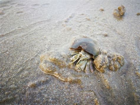 Why has my hermit crab buried itself in the sand?
