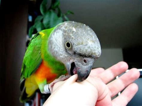 Why has my parrot started biting me?