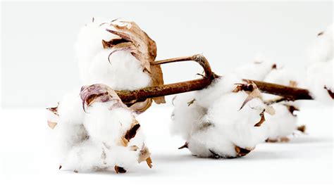 Why is 100% cotton so expensive?