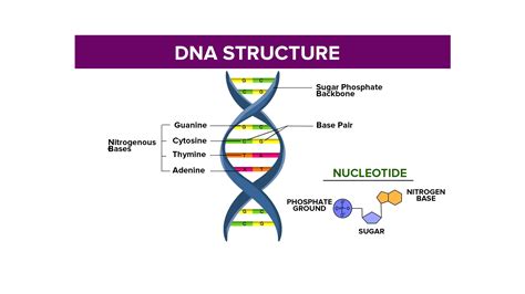 Why is DNA called acid?