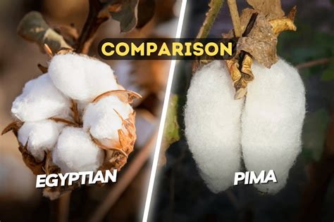 Why is Egyptian cotton so expensive?