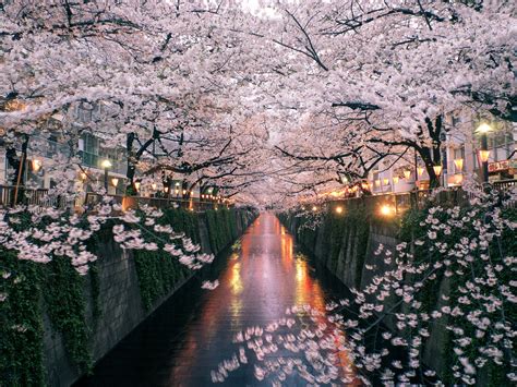 Why is Japan famous for sakura?