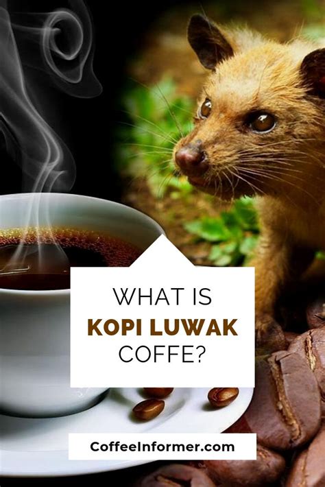 Why is Kopi Luwak so expensive?