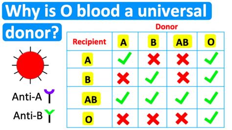 Why is O blood so valuable?