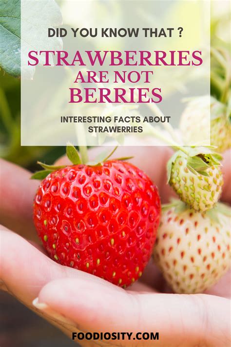 Why is Strawberry not a berry?