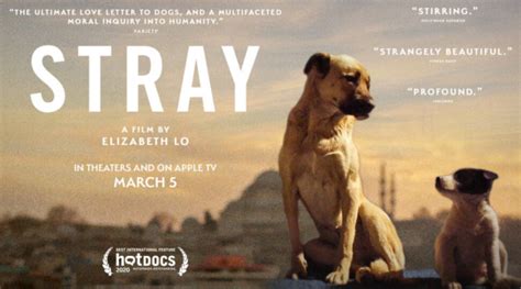 Why is Strays film a 15?