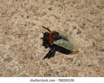 Why is a bumble bee lying on the ground?