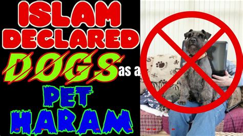 Why is a dog haram in Islam?