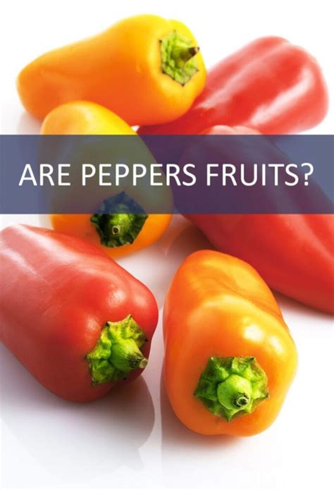 Why is a pepper a fruit?