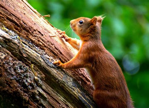 Why is a squirrel climbing on me?