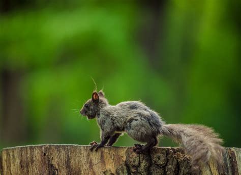 Why is a squirrel growling at me?