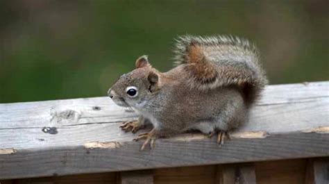 Why is a squirrel meowing at me?