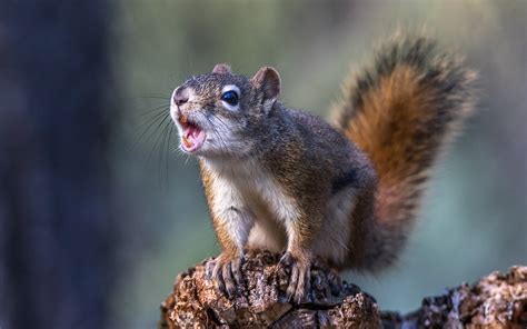 Why is a squirrel screaming at me?