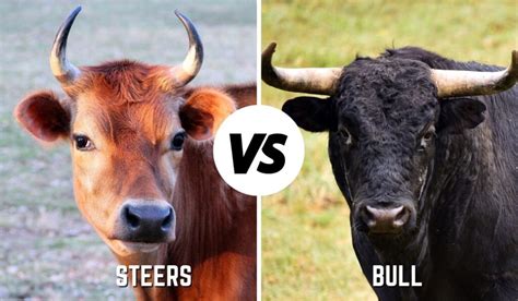 Why is a steer better than a bull?