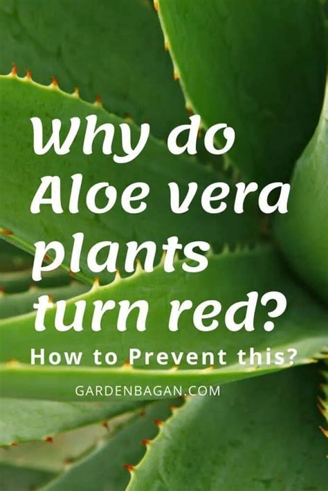 Why is aloe endangered?