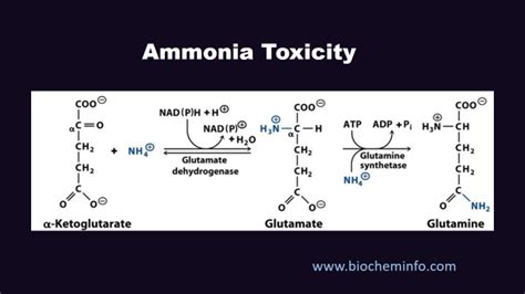 Why is ammonia toxic biochemistry?