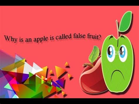 Why is apple a false fruit?