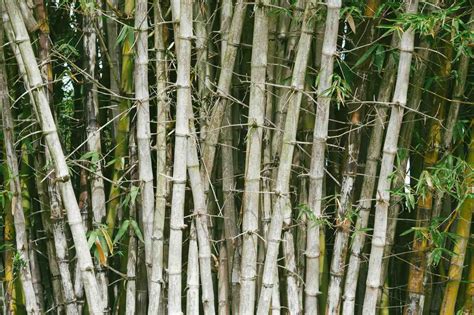 Why is bamboo in danger?