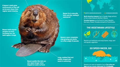 Why is beaver fur so warm?
