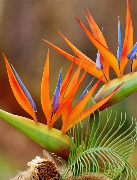 Why is bird of paradise droopy?