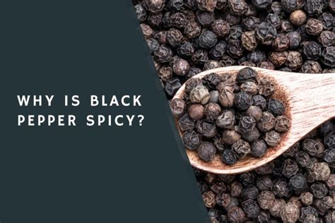 Why is black pepper spicy?