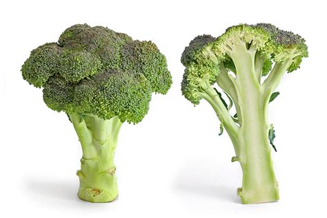 Why is broccoli not a fruit?