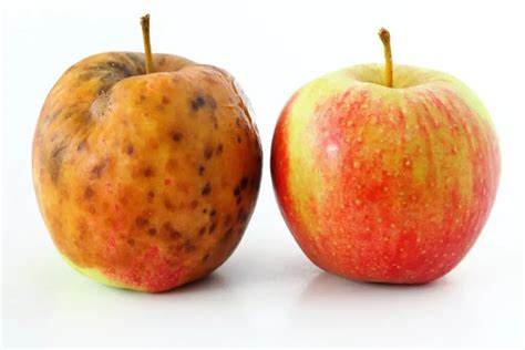 Why is bruised fruit bad?