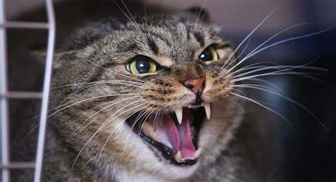 Why is cat hissing so scary?