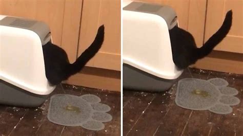 Why is cat peeing out of litter box?