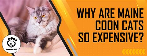Why is cats so expensive?