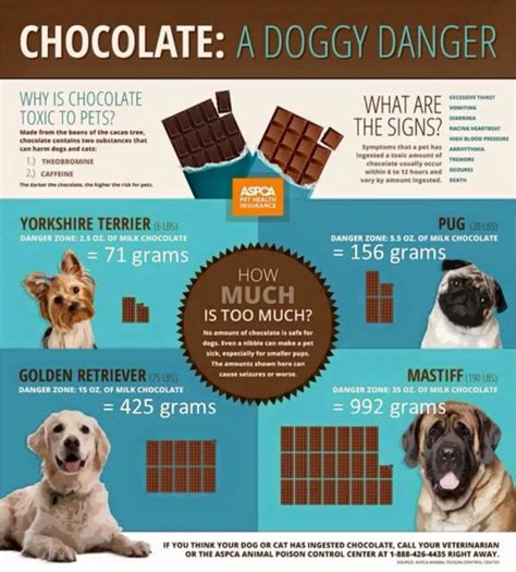 Why is chocolate bad for dogs?