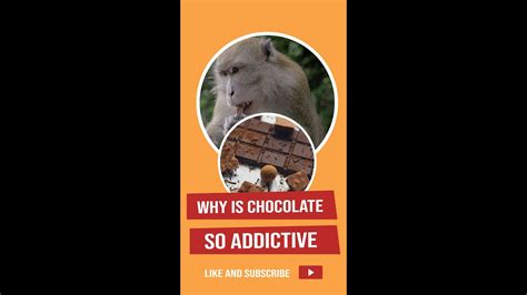 Why is cocoa so addictive?