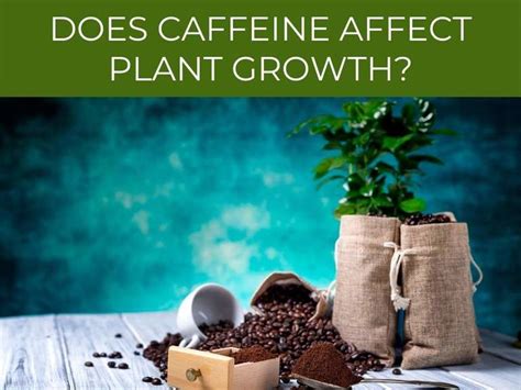 Why is coffee good for plants?