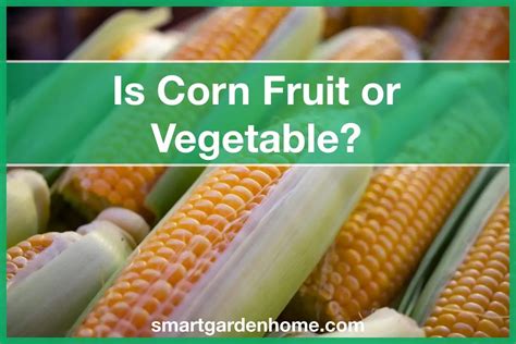Why is corn a fruit?