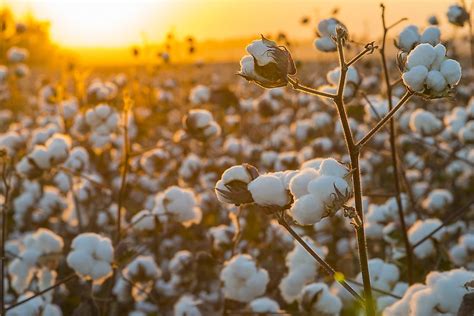 Why is cotton a crop?