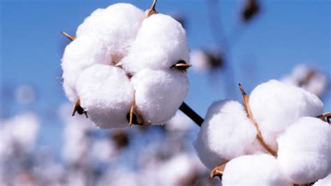 Why is cotton so bad for cold weather?