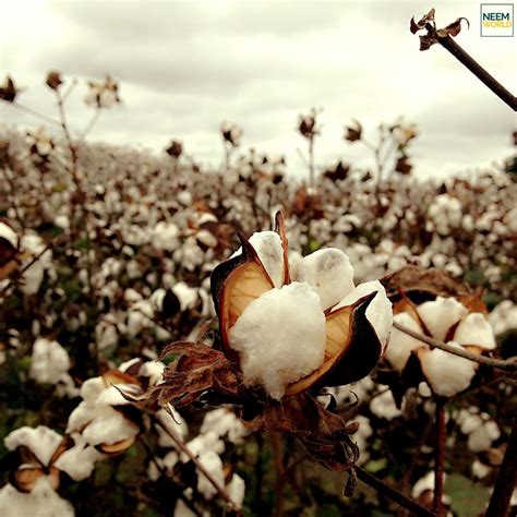 Why is cotton the world's dirtiest crop?