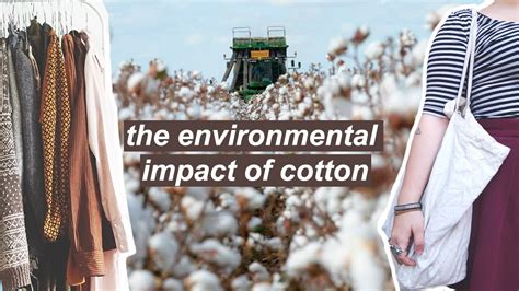 Why is cotton unethical?