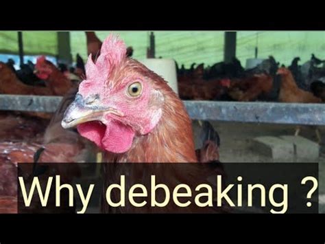 Why is debeaking bad?