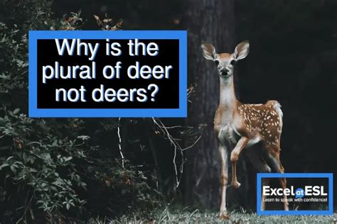 Why is deer plural?