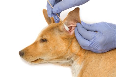 Why is ear plucking important?