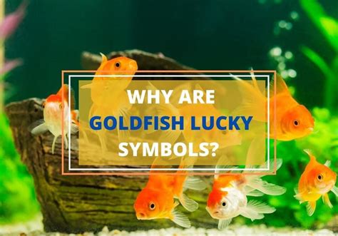 Why is fish lucky?