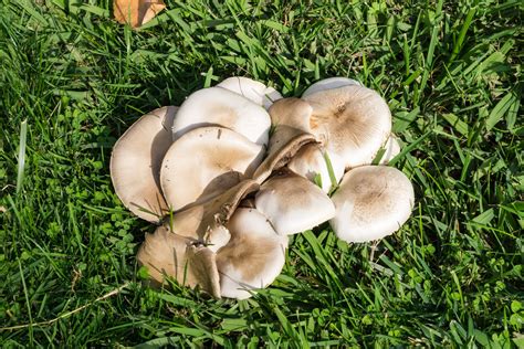 Why is fungus so hard to kill?