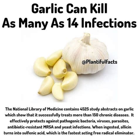 Why is garlic a good antibiotic?