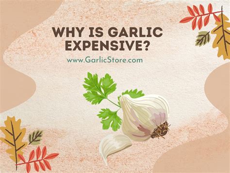 Why is garlic so expensive?