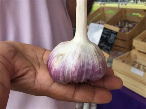 Why is garlic so expensive now?