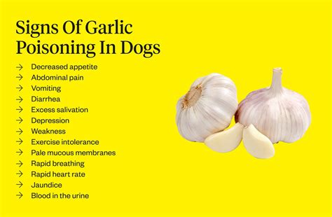 Why is garlic toxic to dogs but not humans?