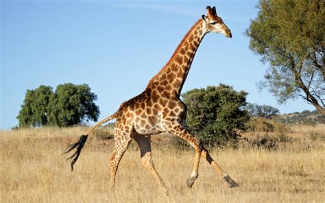 Why is giraffe not big 5?